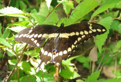 Eastern Giant Swallowtail
