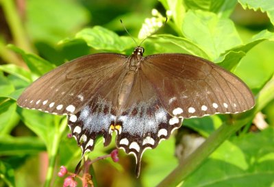 Spicebush Swallowtail