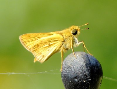 Fiery Skipper