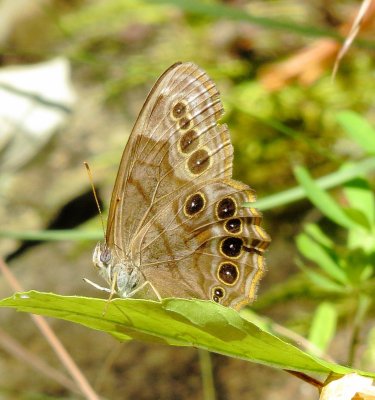 Northern Pearly Eye