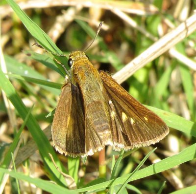 Skipper Species