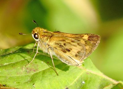 Fiery Skipper