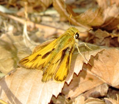 Fiery Skipper