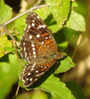 Texan Crescent