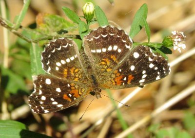 Texan Crescent