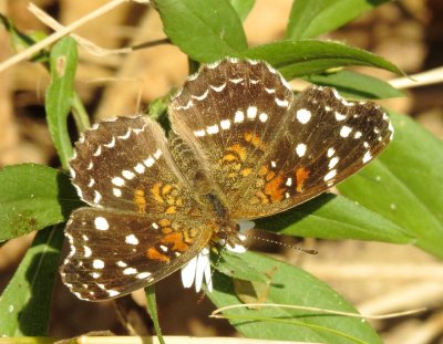 Texan Crescent