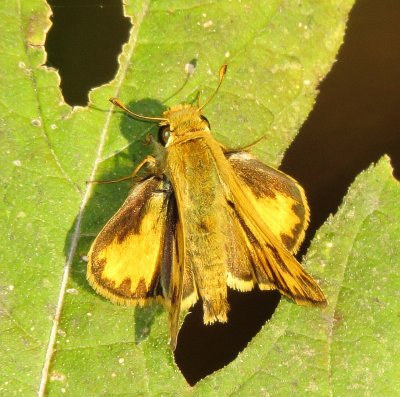Fiery Skipper