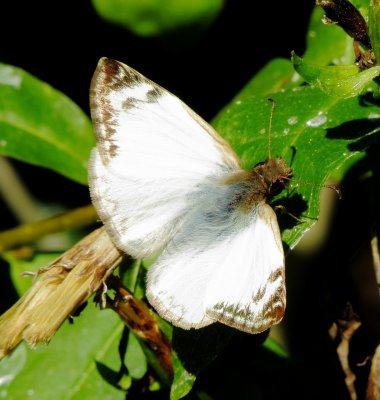 Laviana White Skipper