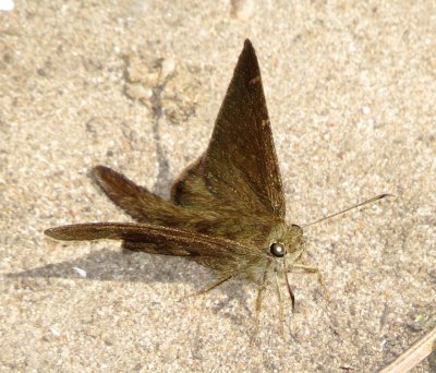 Brown Longtail