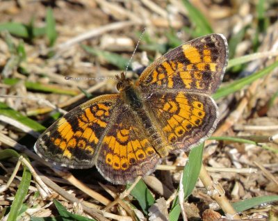 Pearl Crescent