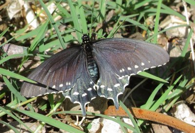 Pipevine Swallowtail