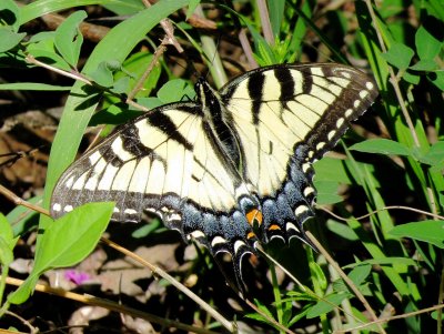 Eastern Tiger Swallowtail