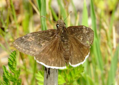 Funereal Duskywing