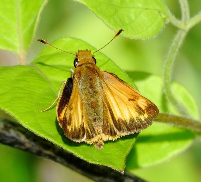 Hobomok Skipper