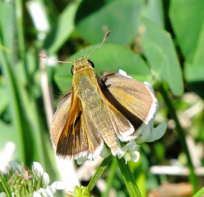 Skipper Species