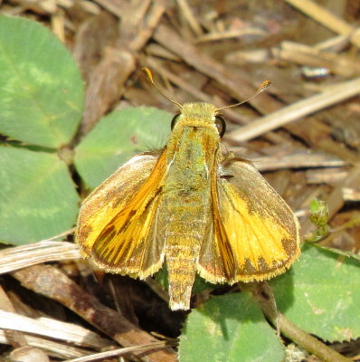 Fiery Skipper