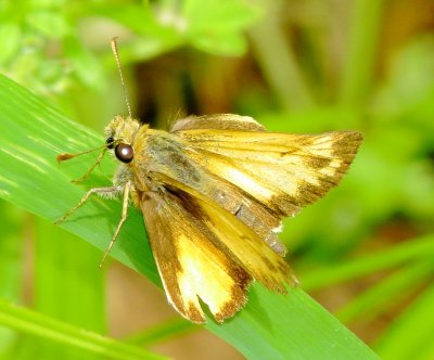Zabulon Skipper