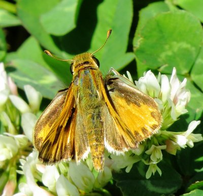 Fiery Skipper