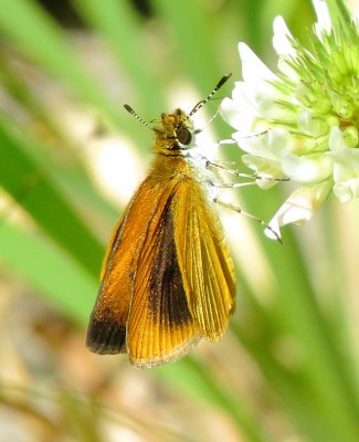 Least Skipper