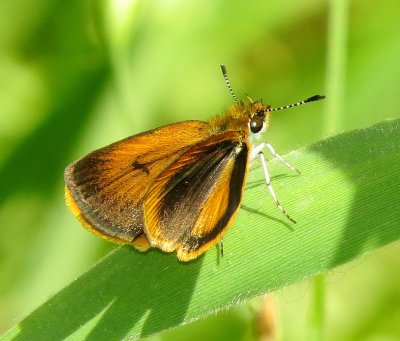Least Skipper