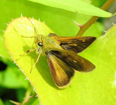 Skipper Species