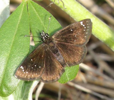 Common Sootywing