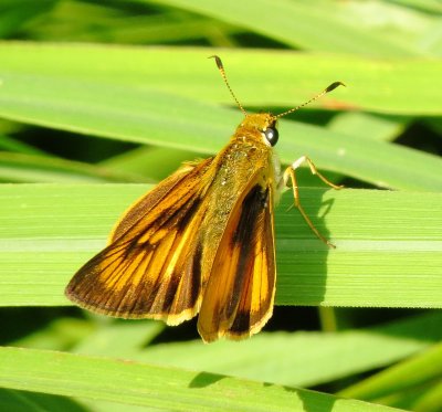 Delaware Skipper