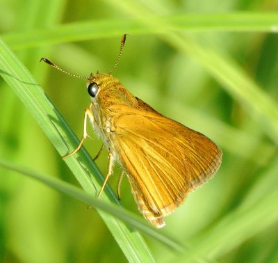 Dion Skipper