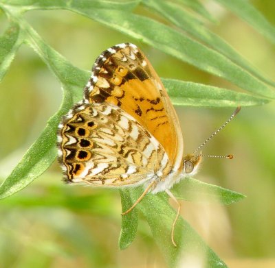 Gorgone Checkerspot