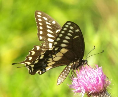 Black Swallowtail