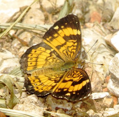 Silvery Checkerspot