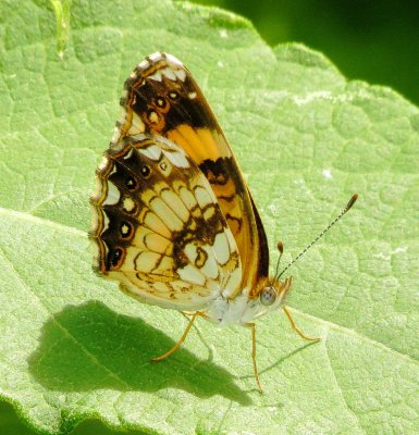 Silvery Checkerspot