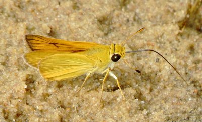 Delaware Skipper