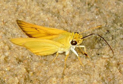 Delaware Skipper