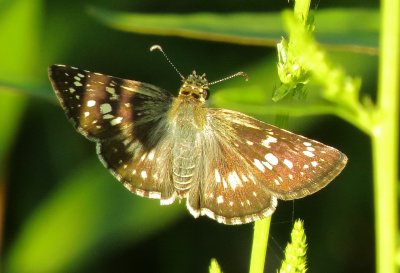 Common Checkered Skipper