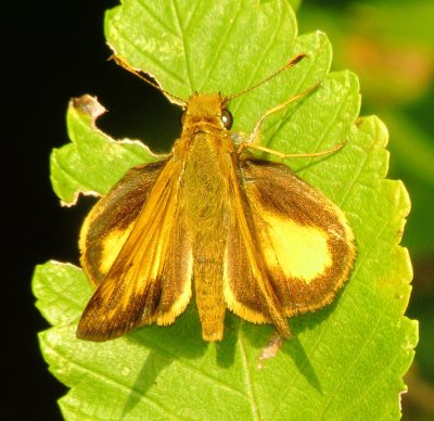 Zabulon Skipper