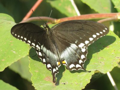 Spicebush Swallowtail