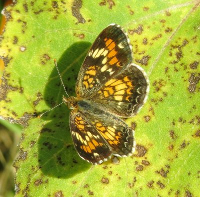 Phaon Crescent