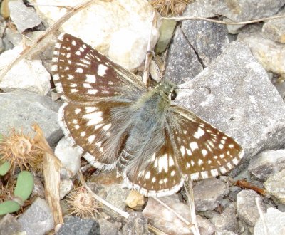 Common Checkered Skipper