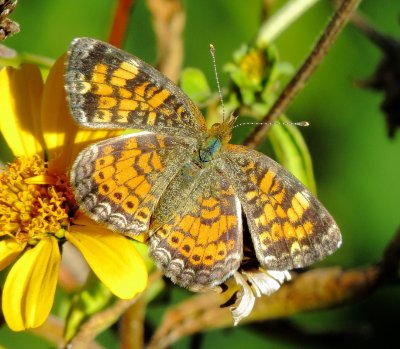 Pearl Crescent