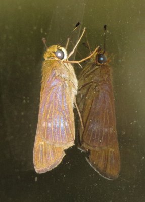 Genus Panoquina