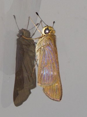 Genus Panoquina