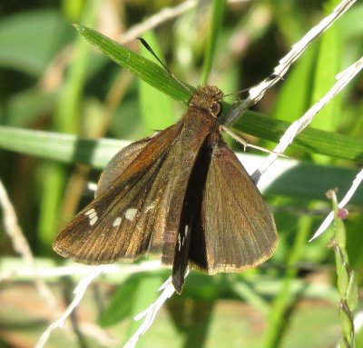 Skipper Species