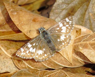 Common Checkered Skipper