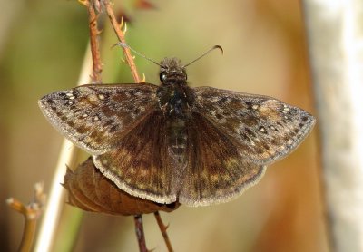 Juvenal's Duskywing