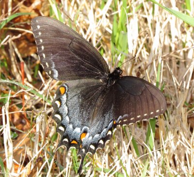 Eastern Tiger Swallowtail