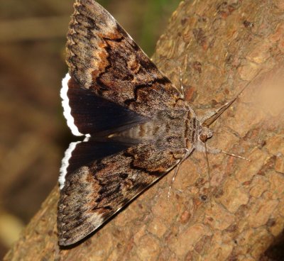 Epione Underwing Moth