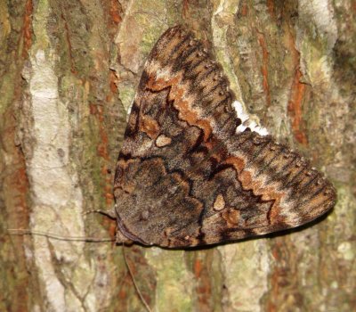 Epione Underwing Moth
