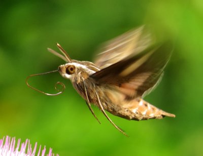 White-Lined Sphinx Moth
