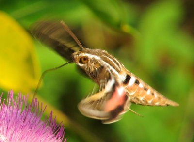 White-Lined Sphinx Moth